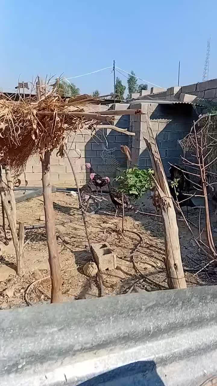 فروش بوقلمون ماده ونر ماده تخم گذار|حیوانات مزرعه|دهدشت, |دیوار