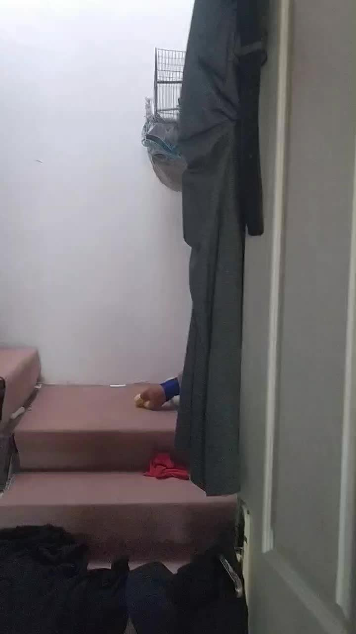 یک جفت عروس هلندی نر و ماده باقفس|پرنده|ابهر, |دیوار