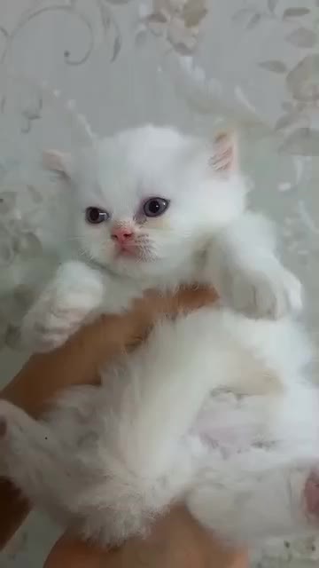 بریتیش پرشین سفید چشم آبی قطعی|گربه|قم, زنبیل آباد|دیوار