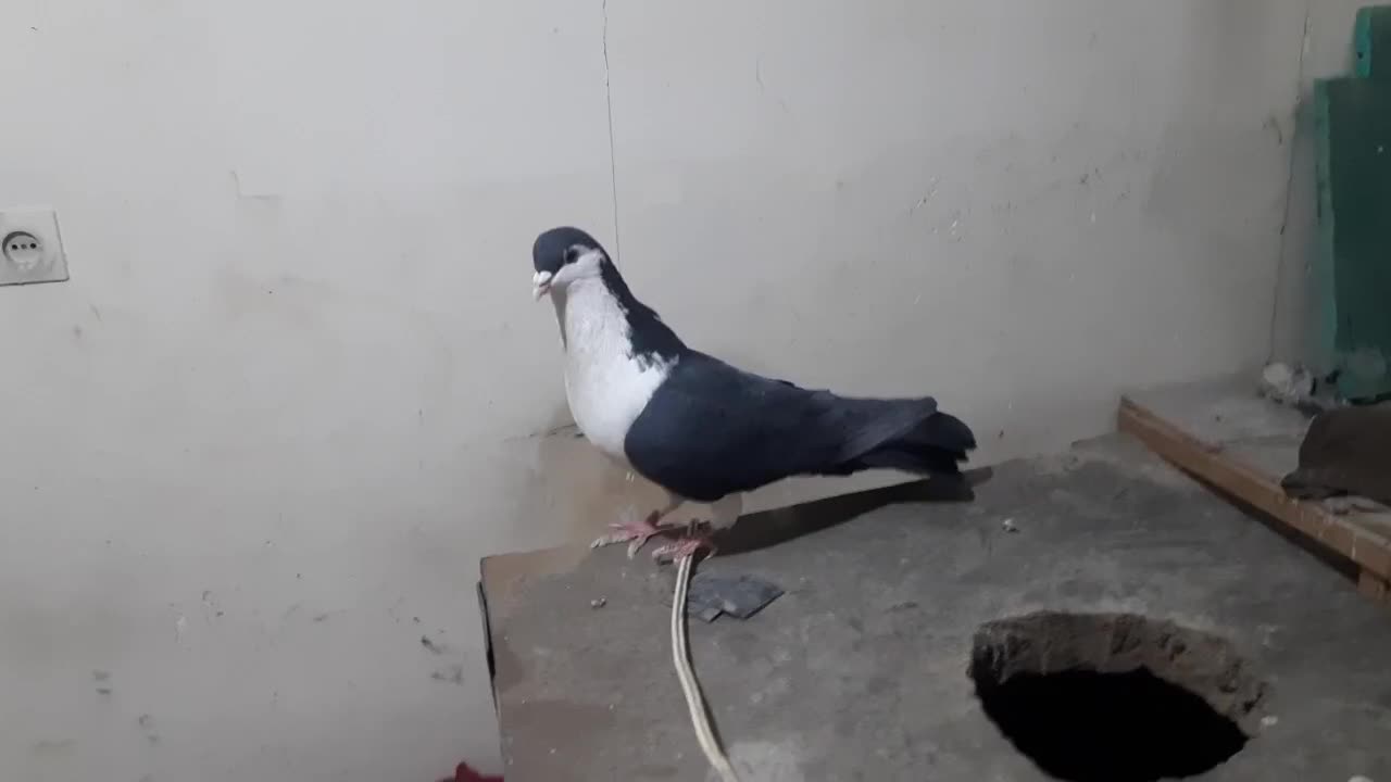 کفتر کلاغدم|پرنده|مشهد, نیزه|دیوار