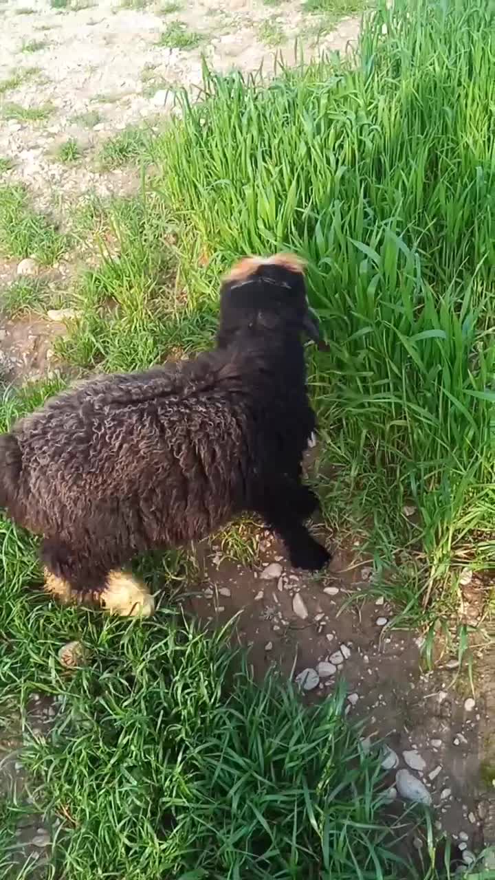 بره|حیوانات مزرعه|ایذه, |دیوار