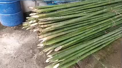بامبو قطر  ۲ و ۳و ۴|گل و گیاه طبیعی|اسلام‌شهر, |دیوار
