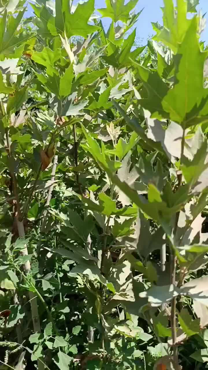 نهال سرزنی شده آماده نهال گلدونی چناربرای دور زمین|خدمات باغبانی و درختکاری|کرج, حسن آباد|دیوار