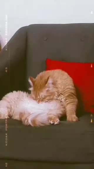 واگذاری گربه|گربه|تهران, پرستار|دیوار