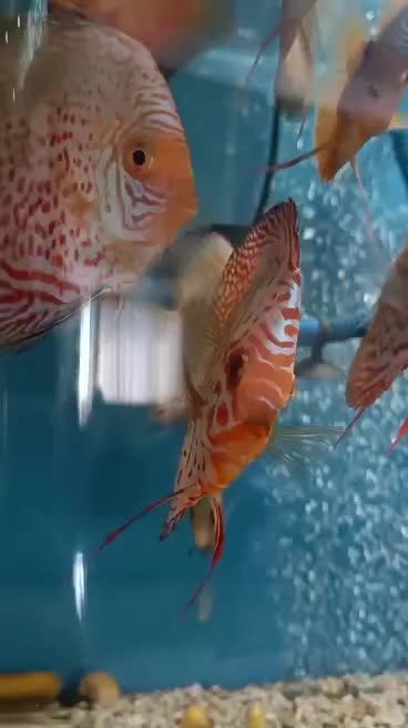 ماهی دیسکس سرحال|ماهی|کرج, شهرک بنفشه|دیوار