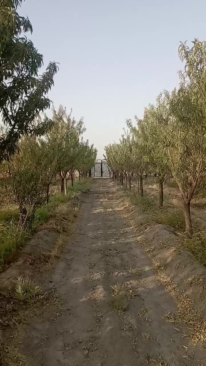 زمین باغ گلبهارمعاوضه باآپارتمان وخودرو|فروش زمین و ملک کلنگی|گلبهار, شهر جدید گلبهار|دیوار