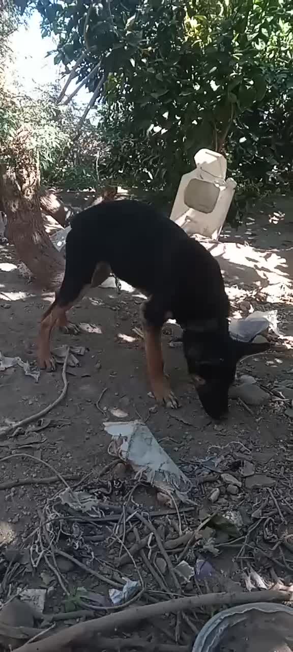 سگ ژرمن|سگ|جیرفت, |دیوار