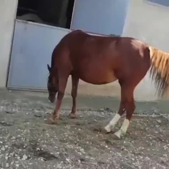 فروش ۳راس مادیان کرد|اسب و تجهیزات اسب‌سواری|سنقر, |دیوار