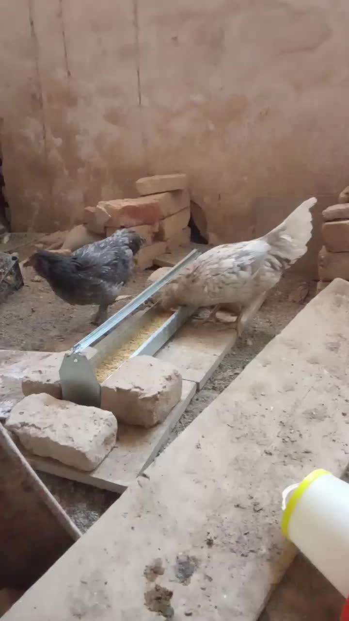 3مرغ‌رسمی‌تخمگذار‌و‌خروس‌گلین‌و‌مرغ‌گلین‌تخمگذار|حیوانات مزرعه|قم, شاه ابراهیم|دیوار