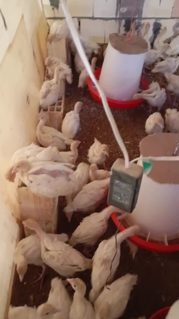 جوجه بوقلمون بیوتی زرین 6|حیوانات مزرعه|حبیب آباد, |دیوار