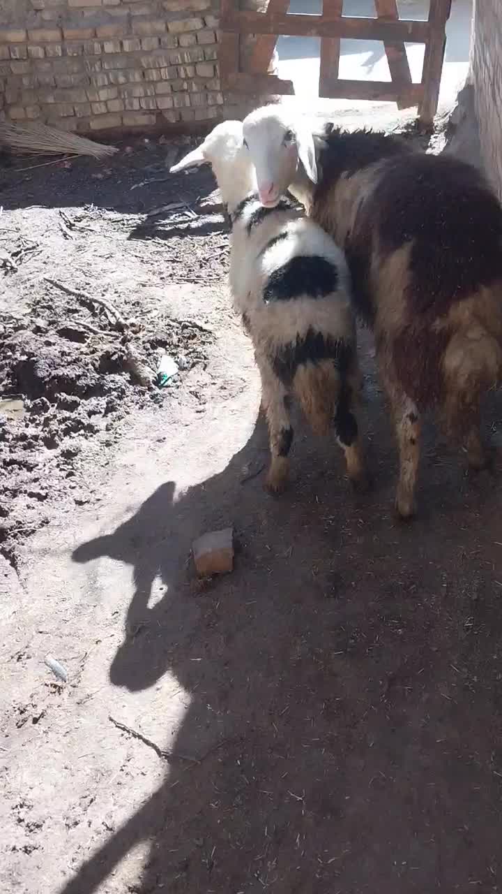 فروشی ب|حیوانات مزرعه|کمره, |دیوار