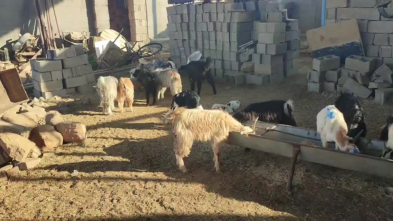 حدود 40عددبز نروماده جوان برای پرواری خوبه|حیوانات مزرعه|شوشتر, |دیوار