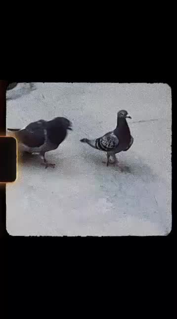 کبوتر پلاکی|پرنده|مسجد سلیمان, |دیوار