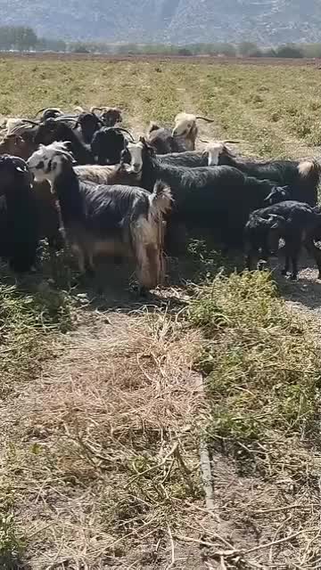 بز داشتی ابستن وکهره|حیوانات مزرعه|سیدان, |دیوار