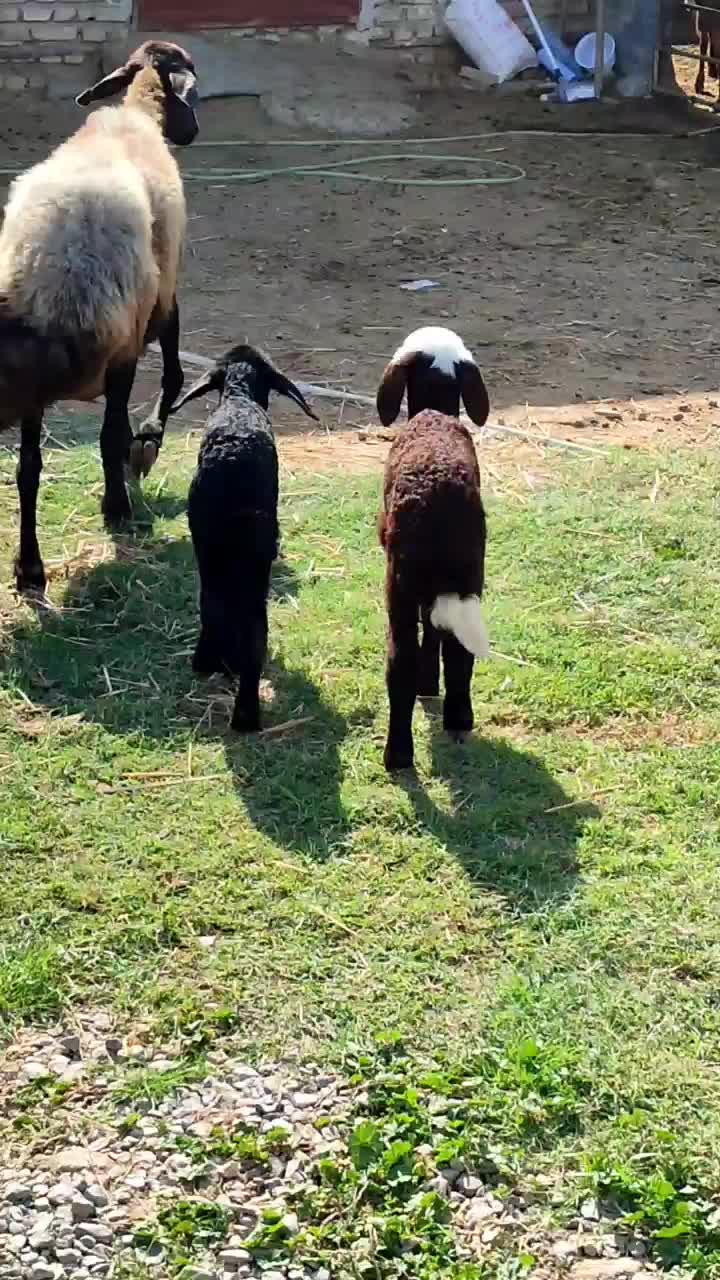 گوسفند دوقلو بره دار افشار|حیوانات مزرعه|سیمین شهر, |دیوار