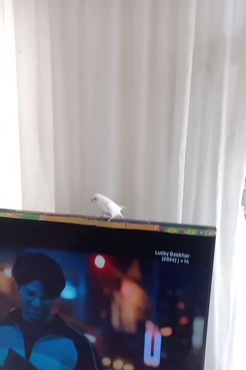 مرغ عشق دستی|پرنده|مشهد, هفده شهریور|دیوار