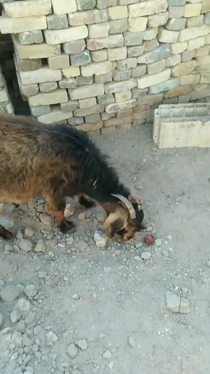 فروش یک عددبز|حیوانات مزرعه|یزد, |دیوار