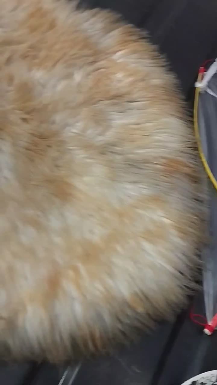 خز نو|فرش|ایرانشهر, |دیوار