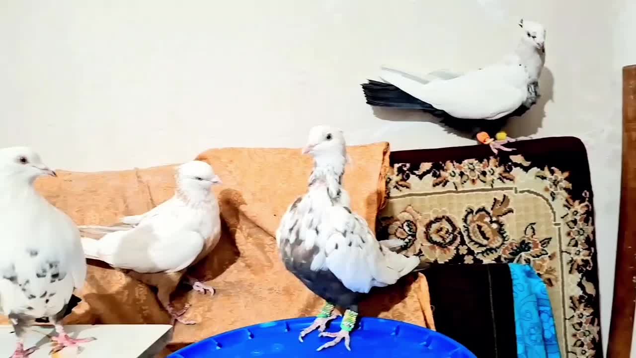 ۴تا‌کبوتر دمبی سیاه زرد قهوه ای|پرنده|تاکستان, |دیوار