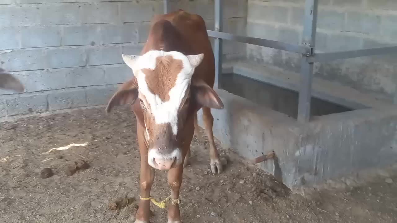 نرگاو بزرگ برای کشتار چاق و تمیز سرحال|حیوانات مزرعه|سیریک, |دیوار