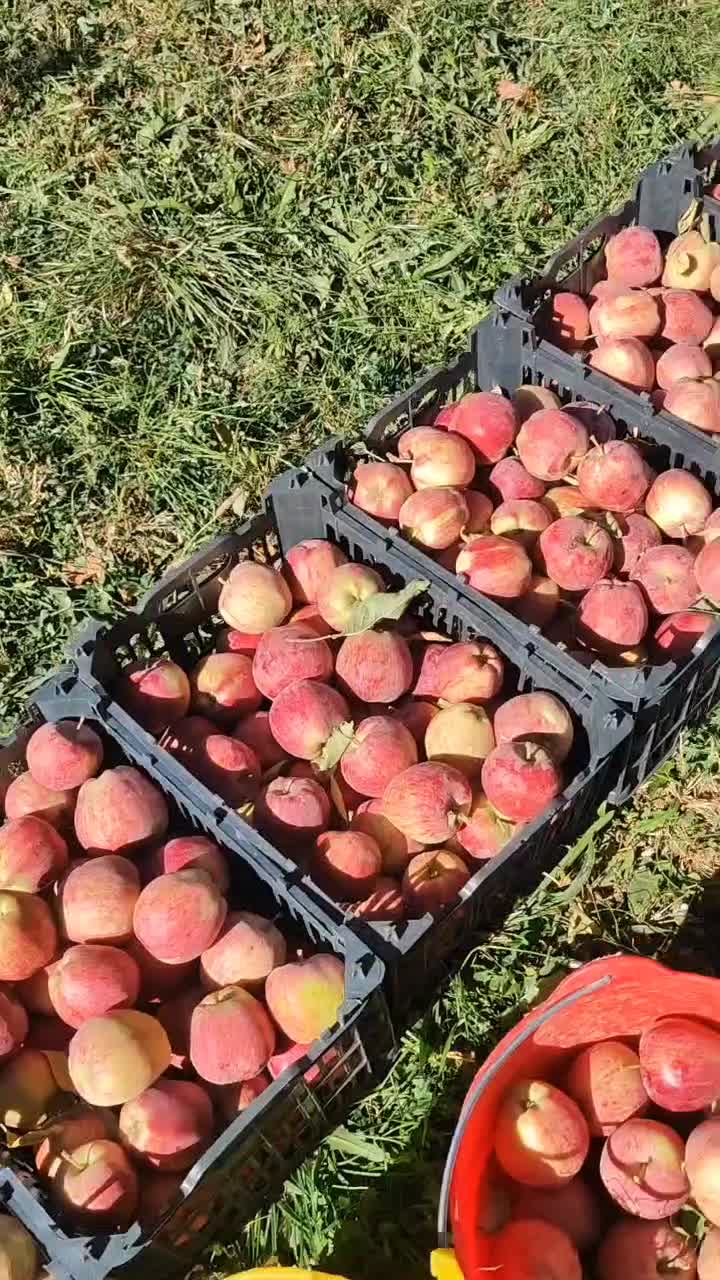 فروش سیب قرمز قلهای|خوردنی و آشامیدنی|اشنویه, |دیوار