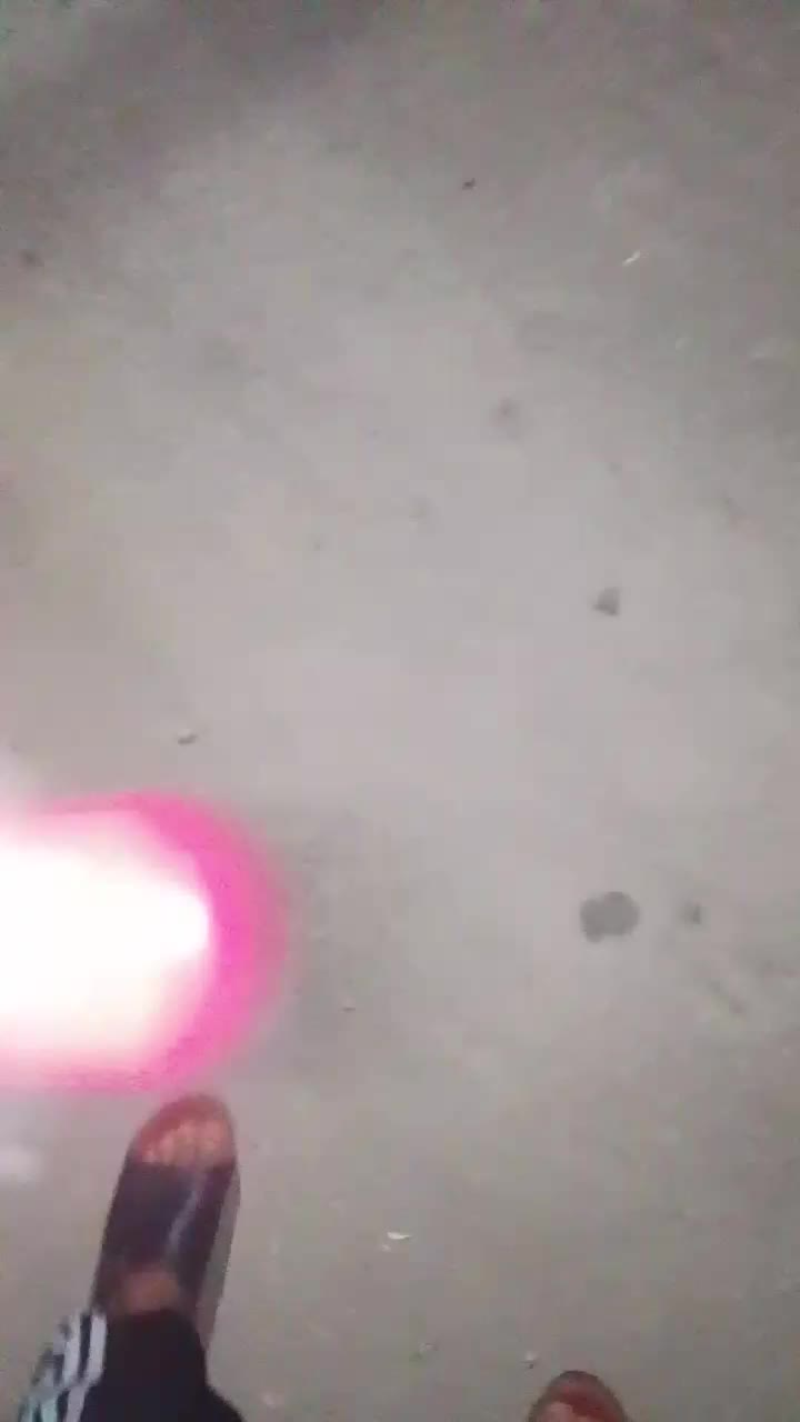 شیتزو|سگ|مشهد, گلشور|دیوار