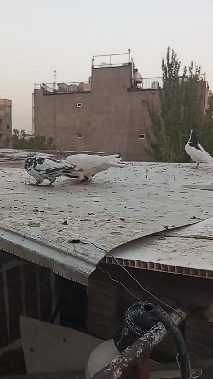 کفتر پرش|پرنده|مشهد, گلبرگ شمالی|دیوار