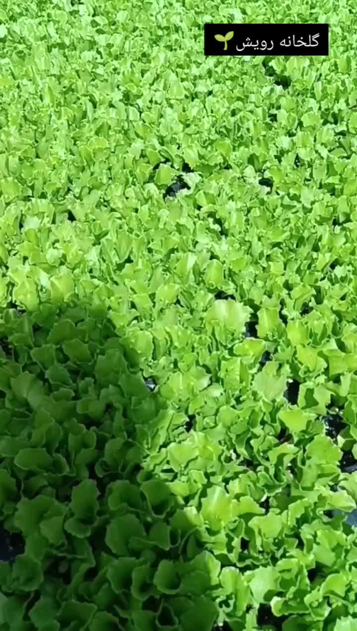 گلخانه رویش.تولیدکننده انواع نشا با کیفیت مناسب|خدمات باغبانی و درختکاری|هشتگرد, شهرک گلخانه|دیوار