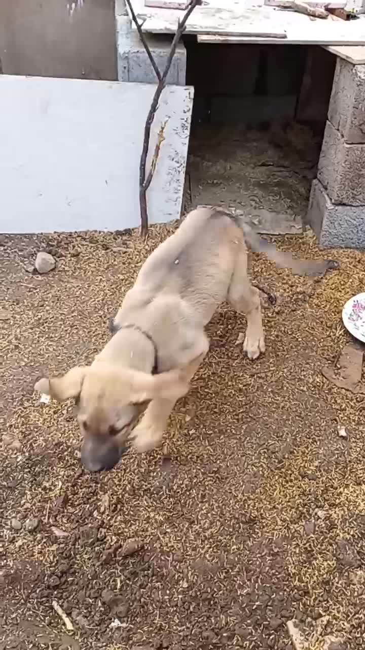 سگ اصل سرابی|سگ|عباسآباد, |دیوار