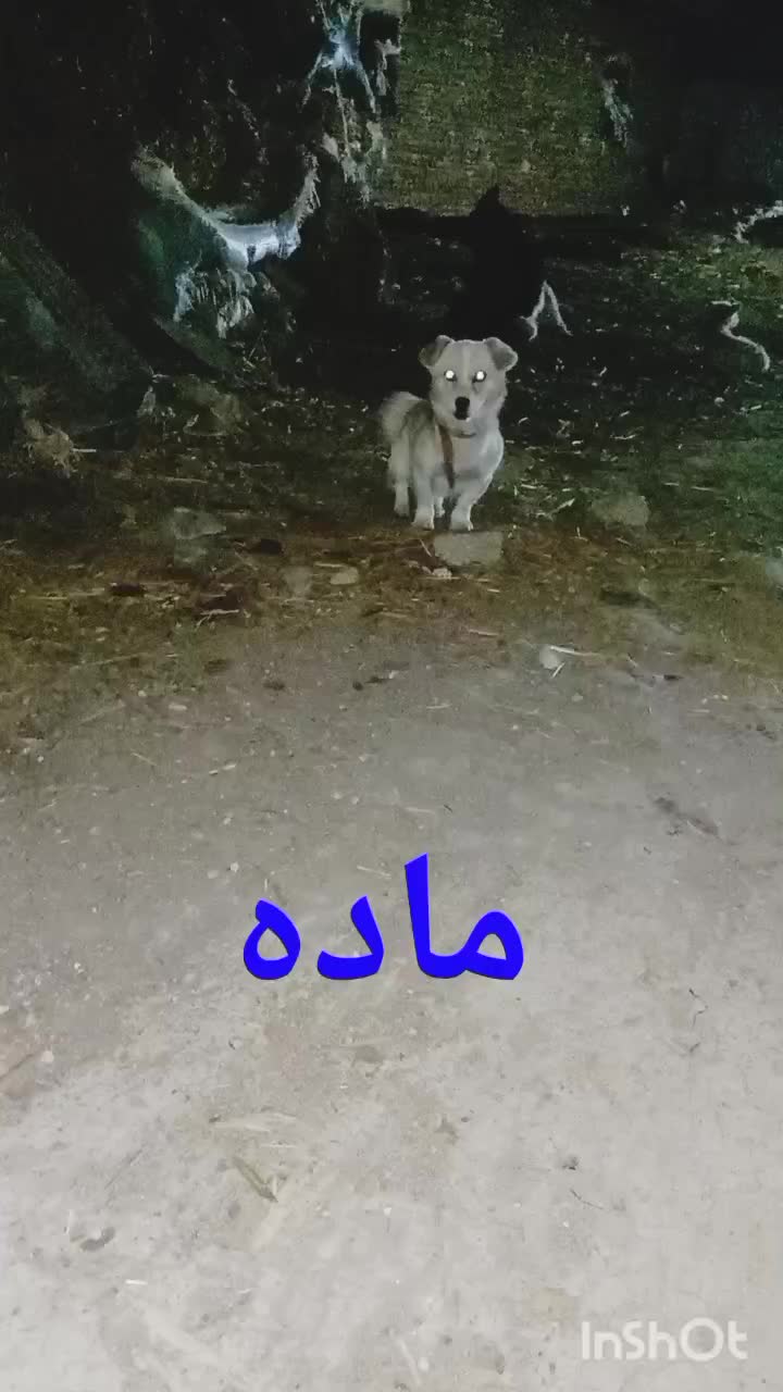 سگ پاکوتاه|سگ|اردبیل, |دیوار