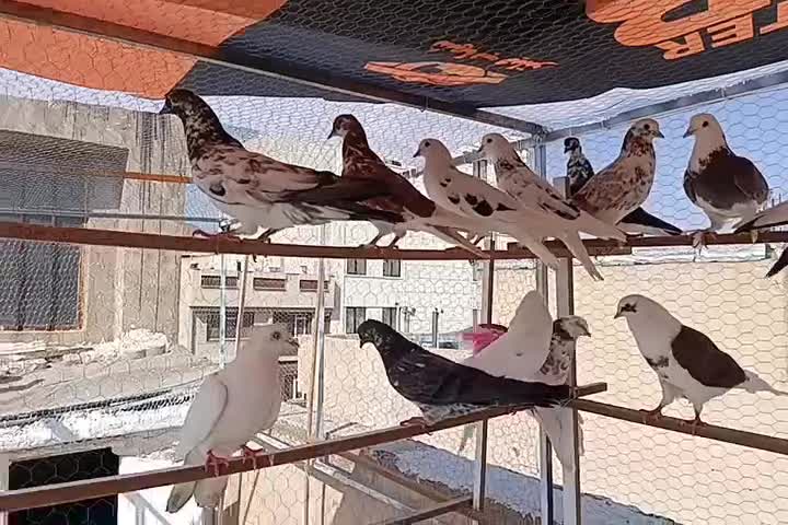 کفتر پرشی یجایی|پرنده|تهران, خاوران|دیوار