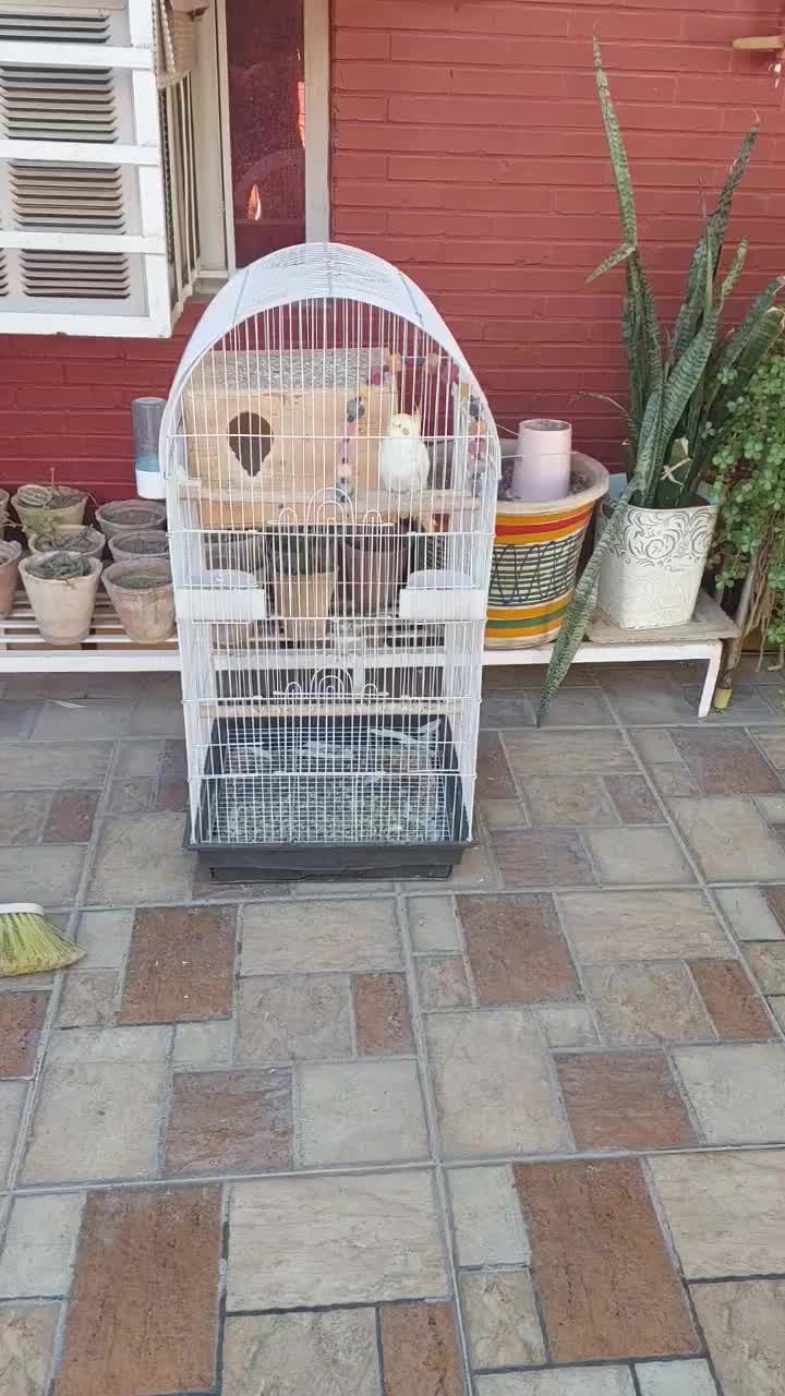 عروس هلندی با قفس|پرنده|دوگنبدان, |دیوار