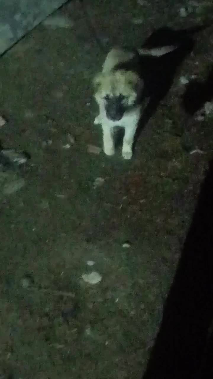 سگ.|سگ|گرگان, |دیوار