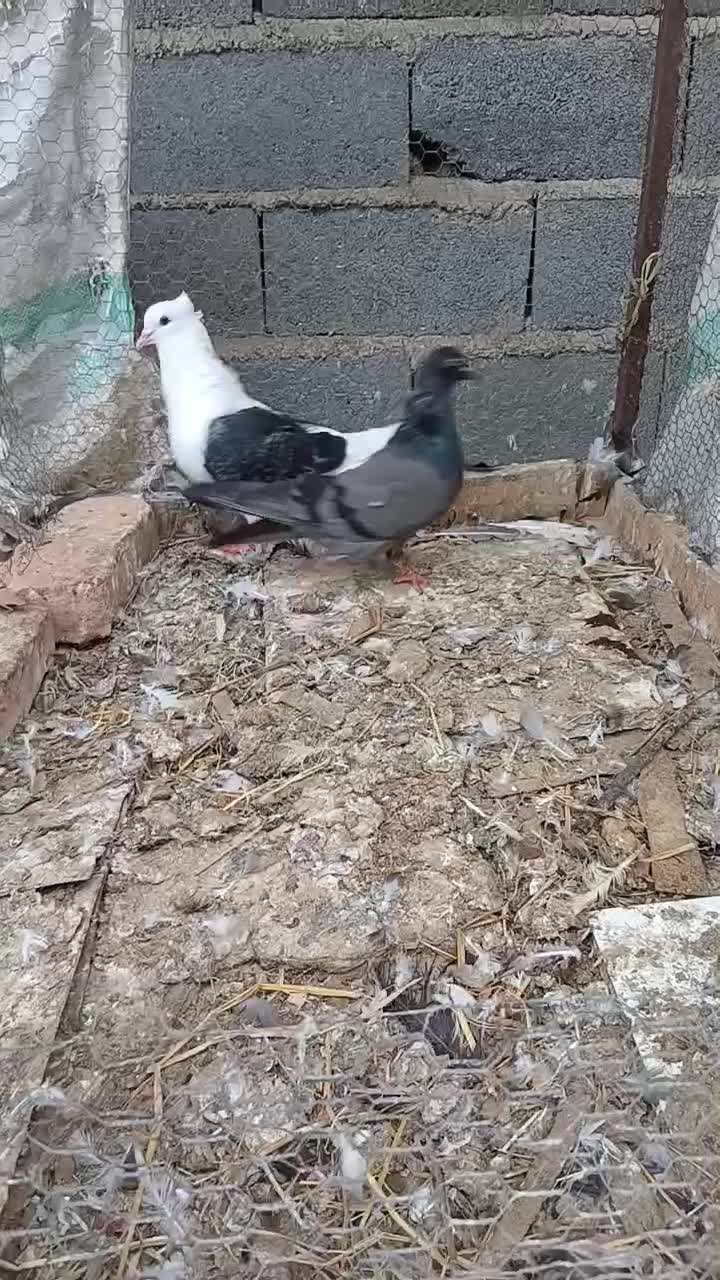 کبوتر دوکت معاوضه و فروش|پرنده|مرزیکلا, |دیوار