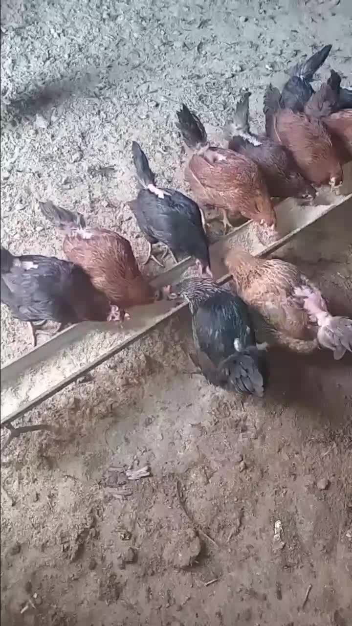 فروش تعداد ۱۰۰ قطعه مرغ ۱۱ ماهه گلپایگانی|حیوانات مزرعه|قنوات, |دیوار