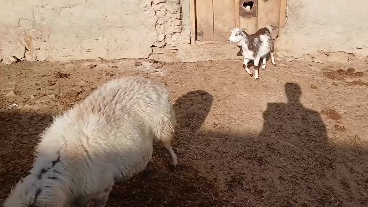 شش تابزغاله دانه ۴م از۱۵تا۲۲کیلو شش تا۲۴میلیون|حیوانات مزرعه|بجنورد, |دیوار