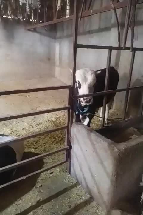 گوساله نرسمینتال|حیوانات مزرعه|بروجرد, |دیوار