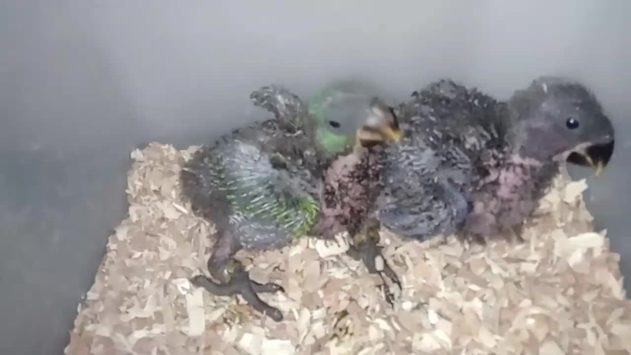 جوجه طوطی|پرنده|کرج, عظیمیه|دیوار