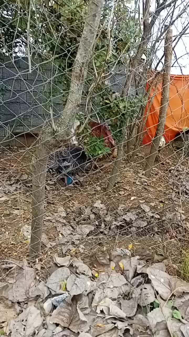 فروش‌بقلمون|حیوانات مزرعه|سیاهکل, |دیوار