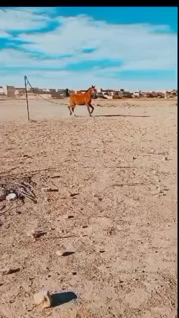 اسب|اسب و تجهیزات اسب‌سواری|یزد, |دیوار