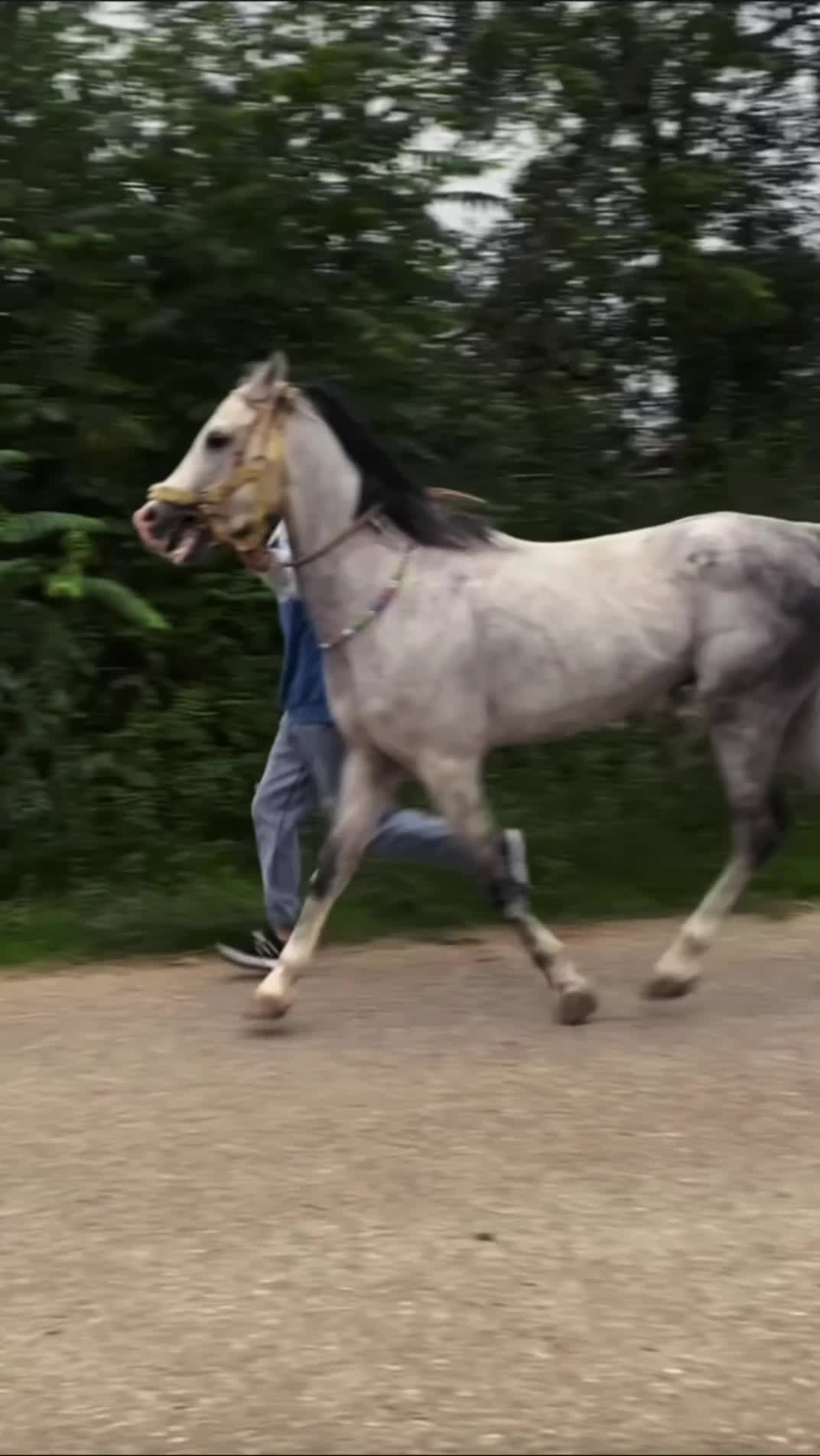 اسب ۷ساله|اسب و تجهیزات اسب‌سواری|رشت, پل تالشان|دیوار