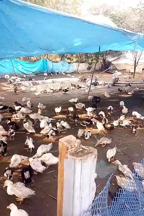 فروش اردک پکینی چهارماه ریز ودرشت|حیوانات مزرعه|شلمان, |دیوار