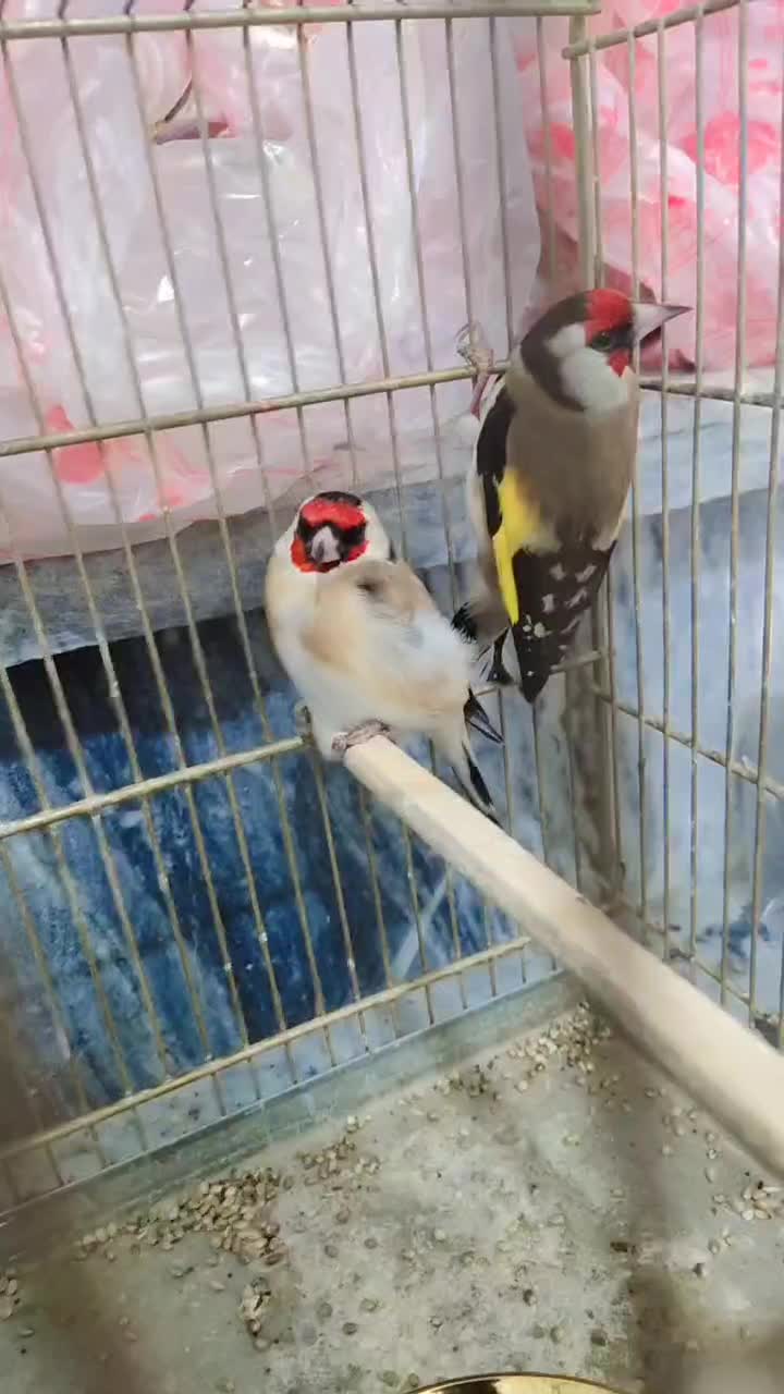 سهره تازه قیمت مقطوع|پرنده|بروجرد, |دیوار