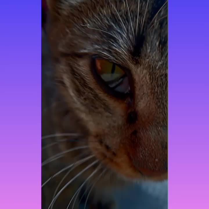 باربری کیاحمل لوازم منزل از تمام نقاط مشهدوشهرستان|خدمات حمل و نقل|مشهد, هفت تیر (حافظ)|دیوار