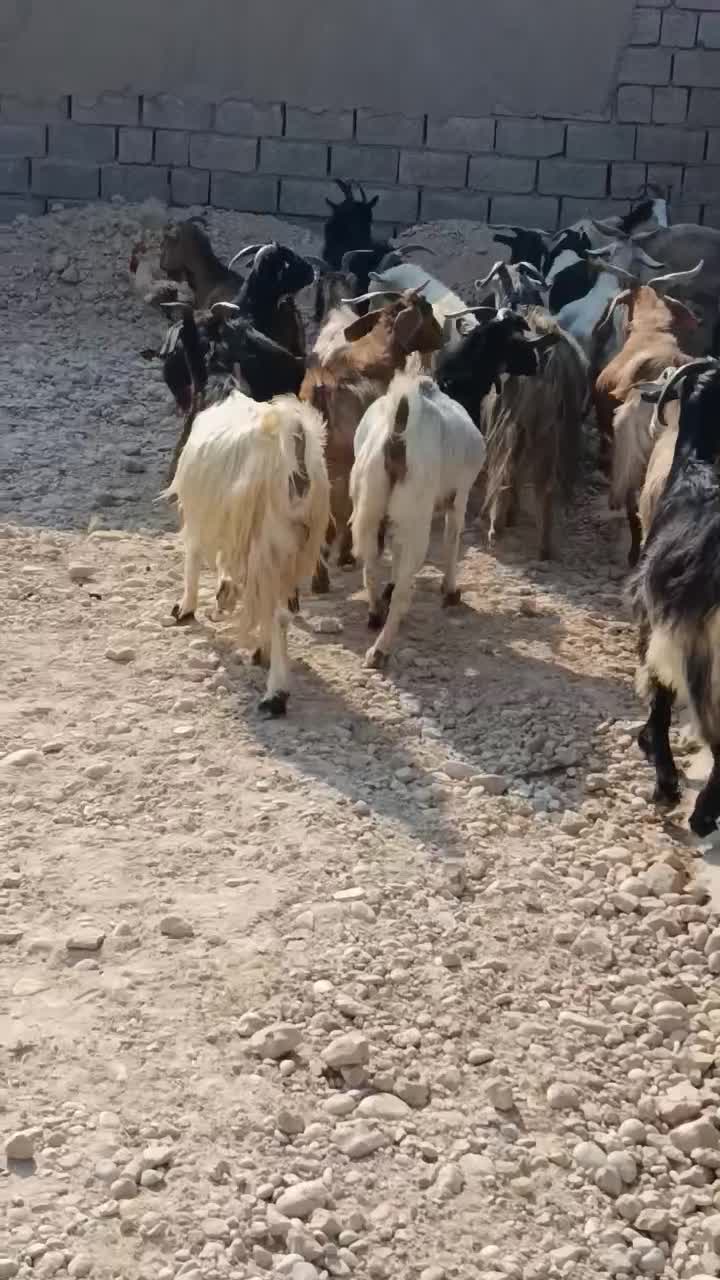 سی بز ابستن|حیوانات مزرعه|بهبهان, |دیوار