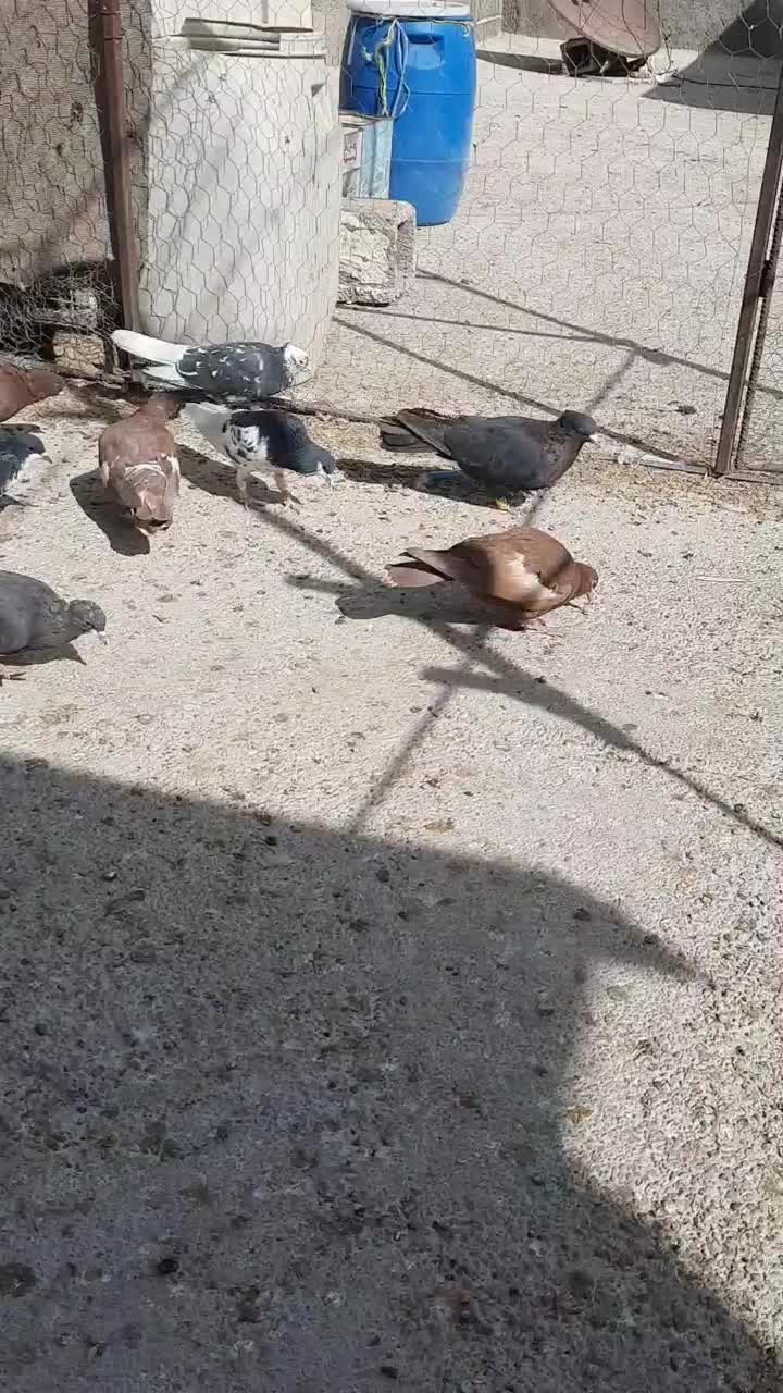 دسه کفتر رنگی|پرنده|ارژن, |دیوار