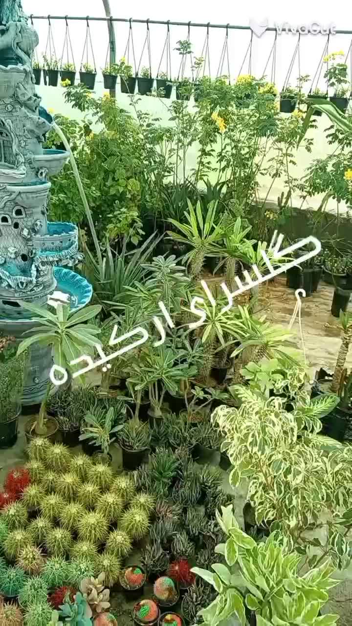 گل وگیاه ارکیده|گل و گیاه طبیعی|دوگنبدان, |دیوار