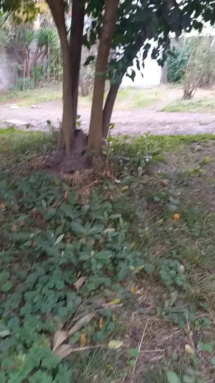 ویلایی فروشی مسکونی ۶۱۸متری ۱خواب جانبازان ک حاجی|فروش خانه و ویلا|رشت, جانبازان|دیوار