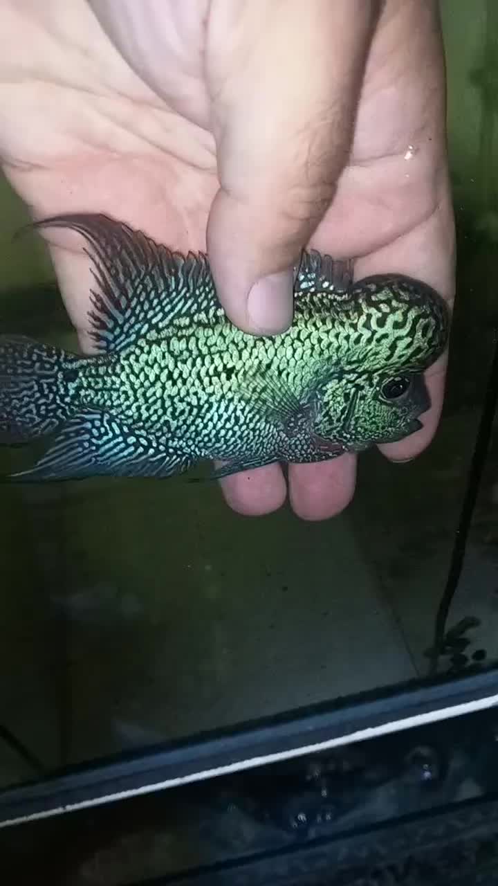 فلاور هورن|ماهی|تبریز, |دیوار