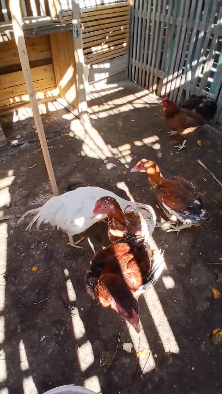 فروش مرغ و خروس|حیوانات مزرعه|گمیشان, |دیوار